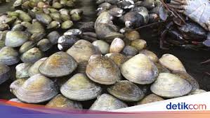 Kerang lokan masak sereh clams with lemongrass resep simple. Samba Lokan Makanan Khas Mukomuko Yang Berempah Lezat