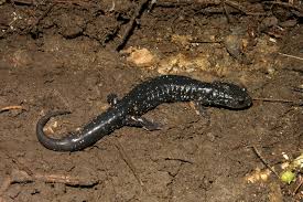 Image result for Pycnostachys orthodonta