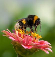 Check spelling or type a new query. Decline Of The Bees 10 Reasons To Love Bees Other Than Honey Express Co Uk