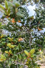 Image result for Dipsacus pinnatifidus