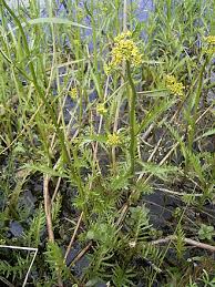 Image result for Rorippa cryptantha