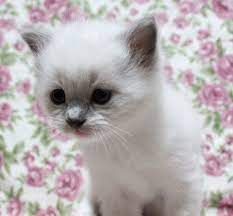 ｃａｔｔｅｒｙ ｓｉｌｋｔｒｅｅの子猫情報の画像 エキサイトブログ blog 子猫 ブログ エキサイト