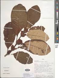 Image result for Stipularia africana