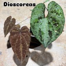 Image result for Dioscorea schimperiana