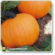 How To Grow Pumpkins This Is So Fun For Kids They Carve Their Own Creations Growing Pumpkins Growing Vegetables Veggie Garden