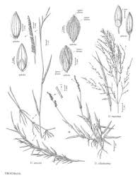 Image result for Urochloa arrecta