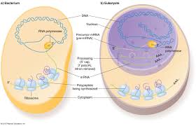 Prokaryotic organisms are always unicellular. Transcription In Prokaryotes Vs Eukaryotes