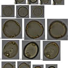 Image result for Sarcophrynium brachystachyum