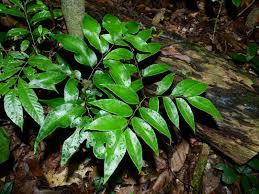 Image result for Adiantum soboliferum