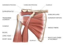 The scapula (shoulder blade), clavicle (collarbone) and humerus (upper arm bone). As The Shoulder Turns Understanding The Subscapularis Part I