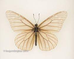 Real Monarch Butterfly Skeleton Natural History Oddity Fondos