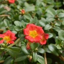 Image result for Portulaca oleracea