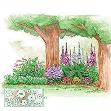 Deer Resistant Shade Garden A 3 Mixed Foxglove B 1 Lady Fern C 1 Pink Bleeding Heart D 3 Mixe Garden Design Layout Shade Garden Design Shade Garden