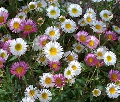 Image result for Erigeron steudelii