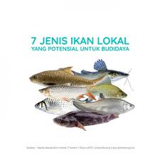 We did not find results for: Infomina 7 Jenis Ikan Lokal Yang Berpotensi Untuk Di Budidaya