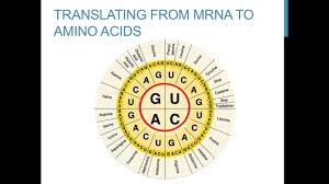 Note that codons are three bases coding for a single amino acid. Replication Transcription And Translation Practice Youtube