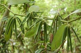 The fruits or vanilla beans of v.pompona are green and usually 10 to 15 cm long, but can grow up to 30 cm. Vanilla Bean Planting Care