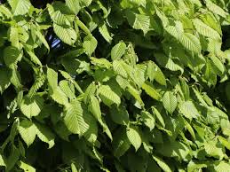 Lucas or lucas may refer to: Hainbuche Lucas Carpinus Betulus Lucas Baumschule Horstmann