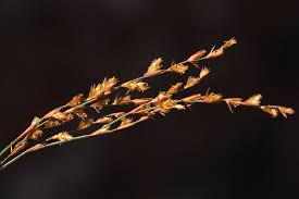 Image result for Platycaulos