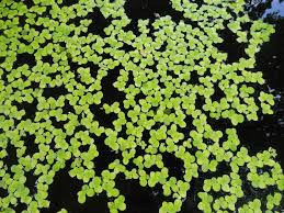 Image result for Spirodela