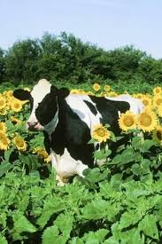 Holstein Cow Photographic Print Art Com In 2020 Cow Photography Cute Baby Cow Baby Cows