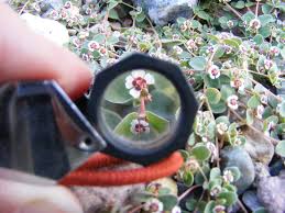 Image result for Euphorbia spissiflora