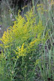 What Ragweed Looks Like Ragweed Wild Foraging Goldenrod
