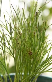 Image result for Psilotum nudum