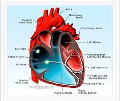 Pin By Ashley Clay On Human Anatomy Physiology Heart Palpitations Heart Rhythm Disorder Heart Rhythms