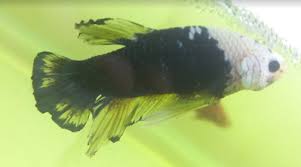 In this video i make video tips how to choose female betta sni standart. Kianmeng Org Betta Spawn Log Bsl20180325 Hmpk Marble Blue S X Hmpk Red S