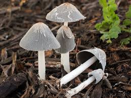 Image result for Coprinus lagopides