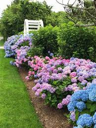 Hydrangeas Summer Favorites Private Newport Absolutely Beautiful Hydrangeas Summer Favori In 2020 Hydrangea Landscaping Beautiful Gardens Hydrangea Flower Bed