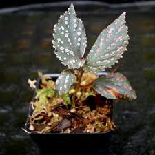 Image result for Begonia scutifolia