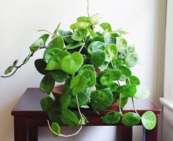 The Top 5 Hoya Care Mistakes How To Correct Them Stamen Stem Hoya Plants Best Indoor Hanging Plants Plants