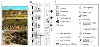 Ver más ideas sobre juegos para jardin, juegos de patio, parques infantiles. A Large Cockroach From The Mesosaur Bearing Konservat Lagerstatte Mangrullo Formation Late Paleozoic Of Uruguay Peerj