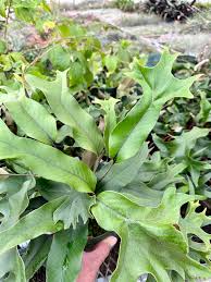 Image result for Pyrrosia