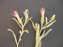 Image result for Pechuel-Loeschea leubnitziae