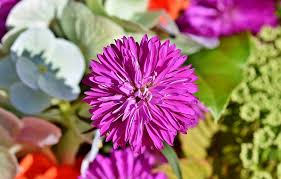We did not find results for: Aster Flower Meaning Symbolism And Colors