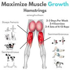 Epingle Par Kaamil Ouioui Sur Sport En 2020 Conseil Musculation Exercices De Fitness Musculation Jambes
