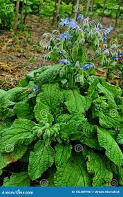 Image result for Borago
