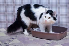 However, the most common signs are bloody urine, recurrent bladder and urinary. 12 Feline Urinary Tract Infection Symptoms Lovetoknow