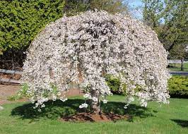 These trees flower before the leaves appear each year. 20pcs Pink Fountain Weeping Cherry Tree Seeds Garden Yard Dwarf Tree Plants Gardening Patio Lawn Garden Urbytus Com