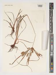 Image result for Pycreus macrostachyus