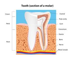 A root canal is a restorative dental procedure performed by dentists to remove the infected pulp (soft centre of your tooth ) and avoid unnecessary tooth extraction. Root Canal Treatment Root Canal Therapy Dentists Vestal Dental Associates