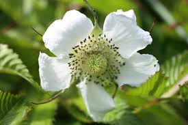 Image result for Rubus rosifolius