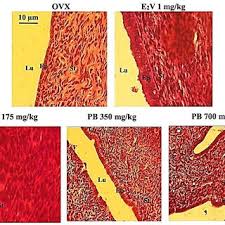 Image result for Physostigma mesoponticum