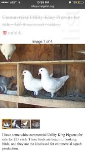 > community events for sale gigs housing jobs resumes services. Please Help Stop The Sale Of Pigeons On Palomacy Pigeon Dove Adoptions Facebook