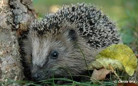 Bauanleitung Igelburg Mit Bildern Igelhaus Igel Im Garten Tierhauser
