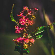 Image result for Rumex nepalensis