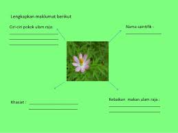 Pokok ulam raja (nama lain: Ulam Raja